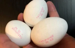 Governo federal adia exigência de carimbo no ovo para setembro