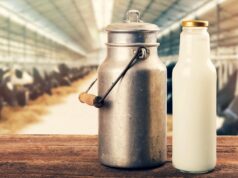 Produção de leite bate recorde