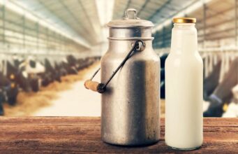 Produção de leite bate recorde