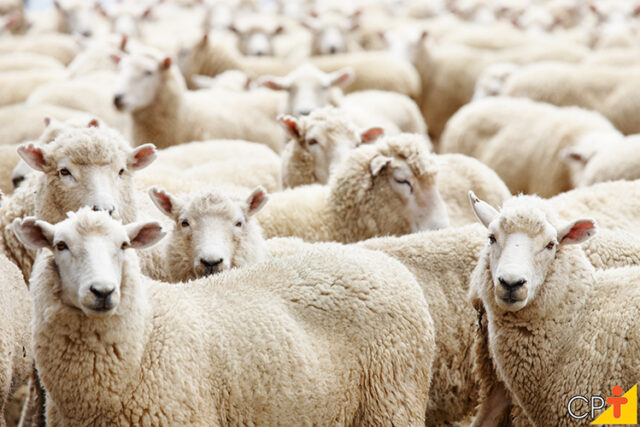 Herd of sheep