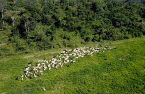 Fazendas do Brasil têm baixa emissão de carbono