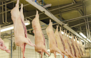 Embarques brasileiros de carne suína crescem 6,4% em janeiro