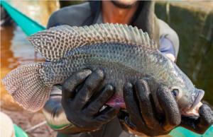 Volume de exportação de tilápia do Paraná cresce 47% em 2024; pescado vai para 27 países