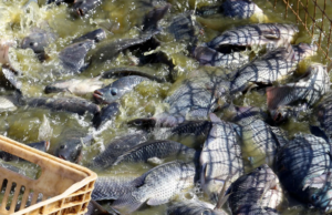 Produção de tilápia no Paraná deve dobrar em três anos, prevê Deral