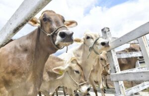 Paraná e Argentina unem forças para banco de vacinas contra febre aftosa