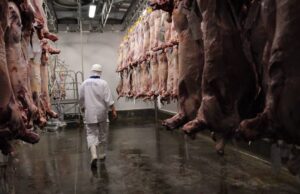 Embarques de carne bovina dos EUA crescem 3% em jan/25 versus jan/24