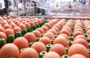 Contrabando de ovos dispara nos EUA com alta nos preços