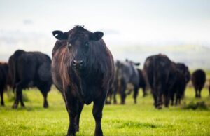 China bloqueia carne bovina dos EUA e Brasil pode ganhar espaço