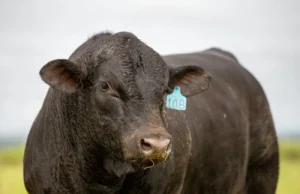 Ultrablack: Raça Ganha Espaço na Pecuária Brasileira