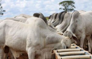 Mercado do boi gordo segue travado com baixa demanda interna