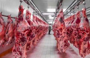 Agrifatto: “Ímpeto de compras de países como EUA, Chile, Argélia e México eleva estimativa de exportação brasileira de carne bovina para 2025”