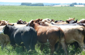 Preço do boi-China sobe R$ 2/@ em São Paulo