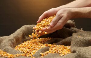 Produção de milho deve crescer na safra 2024/25, aponta Conab