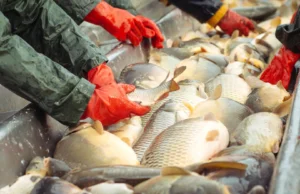 Exportação de peixes impulsiona expansão da piscicultura no país