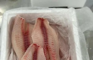 Tilápia brasileira chega fresca à mesa dos americanos