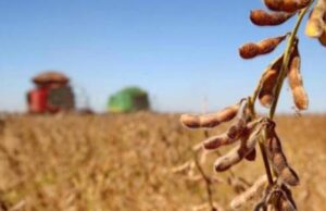 Preços do trigo subiram por mais uma semana no mercado brasileiro