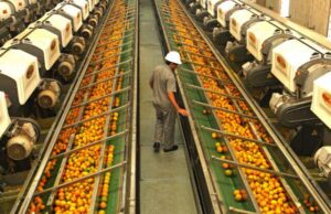 Tarifas dos EUA encarecem exportação de suco laranja brasileiro