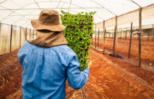 Empregos no agro crescem e setor emprega 28,2 milhões em 2024
