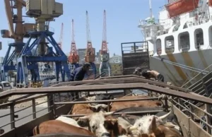 Brasil avança na exportação de bovinos vivos para reprodução