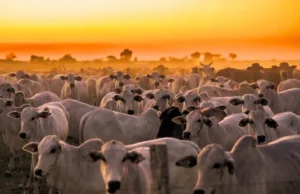 PIB da pecuária cresce 12,48% e impulsiona agronegócio em 2024