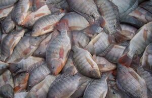Produção de tilápia cresce e impulsiona piscicultura em Mato Grosso do Sul