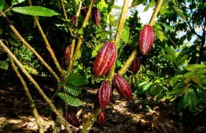 Bahia quer liderar mercado global de cacau com tecnologia e irrigação