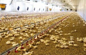 Custo de produção de frango e suíno tem variação em março