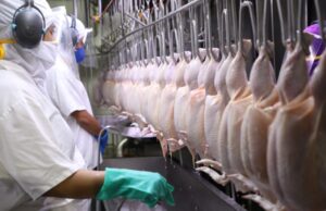 Exportações de frango crescem e Arábia Saudita se destaca como segundo maior comprador