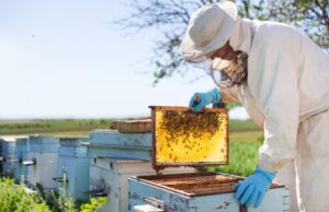 Brasil exporta mais mel, mas consumo nacional segue muito tímido