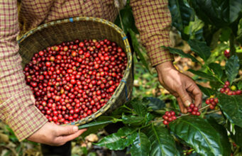 Clima preocupa produtores na reta final antes da colheita de café