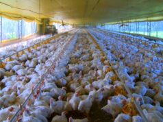 Lei da Reciprocidade autoriza reação a tarifas sobre produtos do Brasil