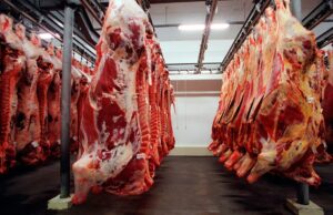 Mercado do boi inicia semana com expectativas após feriados prolongados