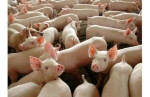 Castrolanda investe na suinocultura e projeta 535 mil suínos