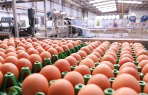 Boletim destaca crescimento na produção de ovos no Paraná