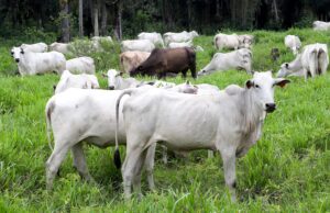Paraná inicia campanha de atualização de rebanho em maio de 2025