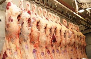 Arroba do boi gordo sobe com oferta limitada