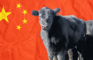 EUA enfrentam queda nas exportações de carne bovina para a China