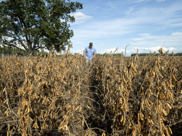 soybean_near_harvest