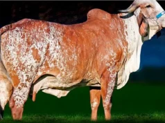 Vaca campeã na FEMEC 2025 impressiona com alta produção de leite