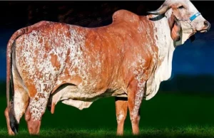 Vaca campeã na FEMEC 2025 impressiona com alta produção de leite