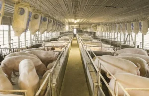 Exportação de carnes cresce 20% no Paraná em 2025