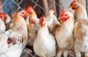 União Europeia e China suspendem compra de frango brasileiro