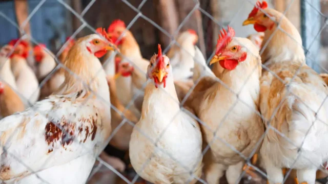 Newcastle-consumo-de-frango-e-ovos-permanece-seguro-exportacoes-sao-suspensas