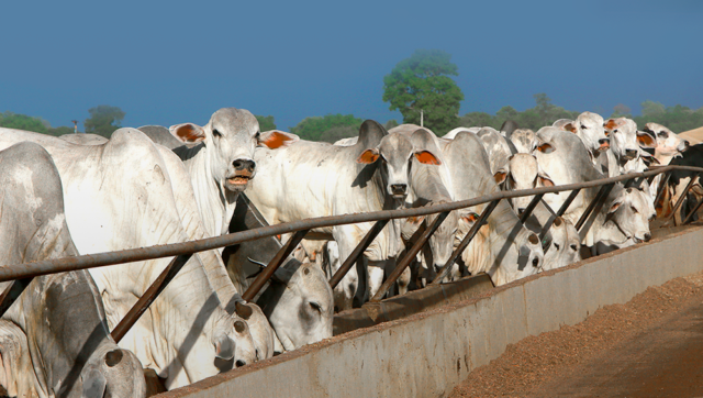 O-que-e-confinamento-bovino-Conheca-suas-vantagens-thumbnail