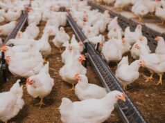 Carne de frango enfrenta queda nos preços e ritmo lento de reposição