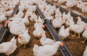 Carne de frango enfrenta queda nos preços e ritmo lento de reposição