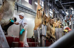 IBGE divulga novos dados agropecuária do 1º trimestre de 2025