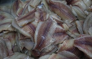 Exportação de pescados cresce mais de 4.600% no Paraná