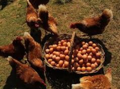 Produção de ovos com galinhas livres cresce no Brasil