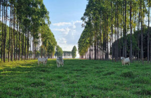 Paraná expande integração entre lavoura, pecuária e floresta